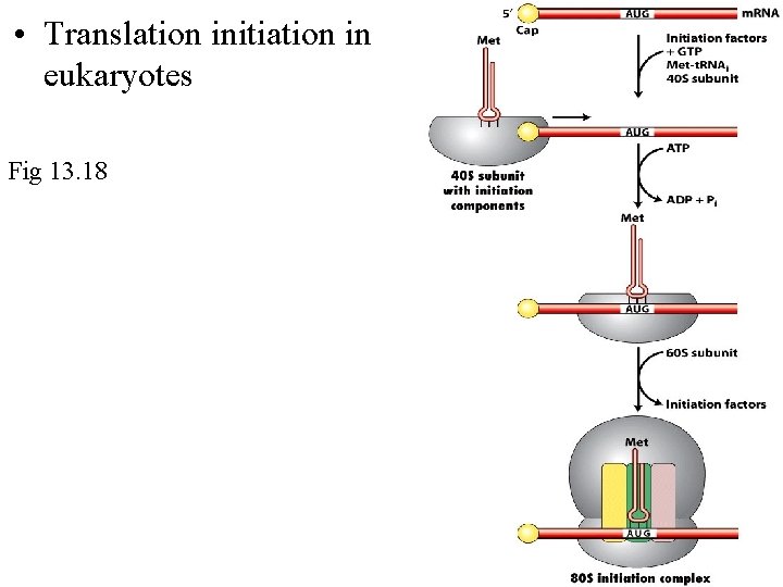  • Translation initiation in eukaryotes Fig 13. 18 