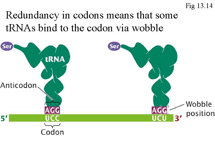 Redundancy in codons means that some t. RNAs bind to the codon via wobble