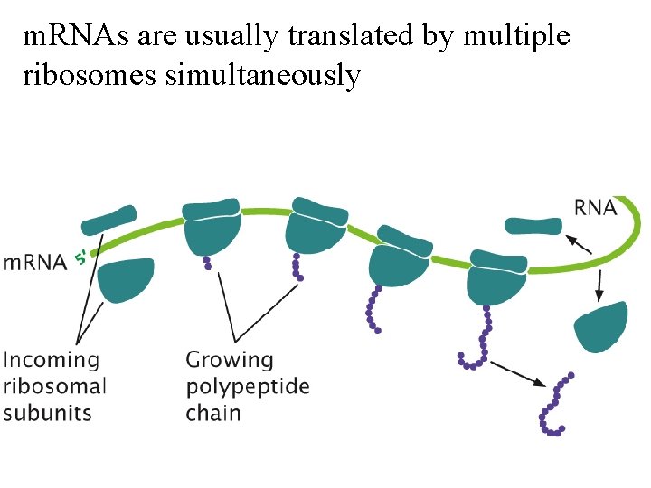 m. RNAs are usually translated by multiple ribosomes simultaneously 