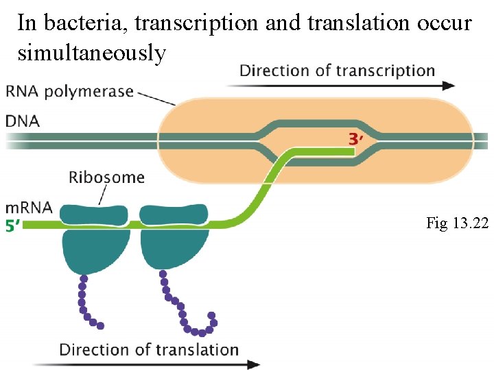 In bacteria, transcription and translation occur simultaneously Fig 13. 22 