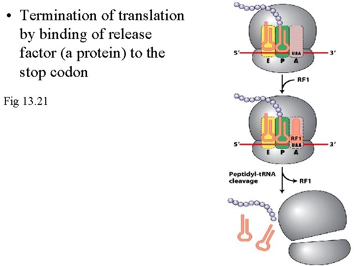  • Termination of translation by binding of release factor (a protein) to the