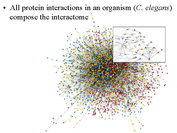  • All protein interactions in an organism (C. elegans) compose the interactome 