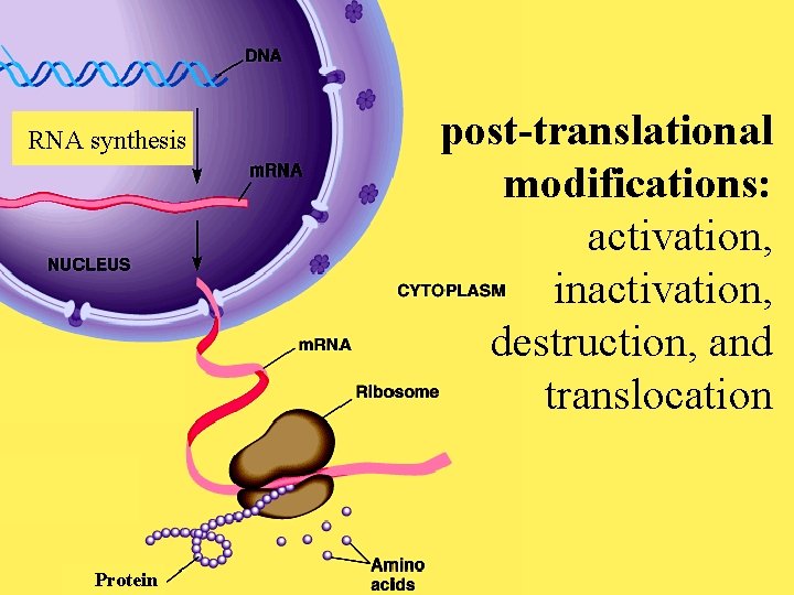 RNA synthesis Protein post-translational modifications: activation, inactivation, destruction, and translocation 