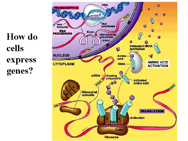 How do cells express genes? 