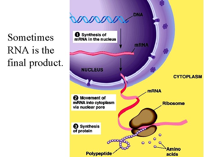 Sometimes RNA is the final product. 