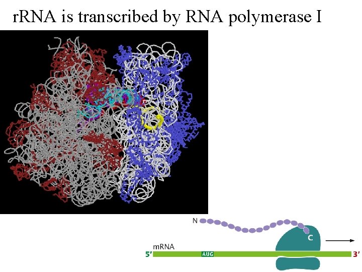 r. RNA is transcribed by RNA polymerase I 
