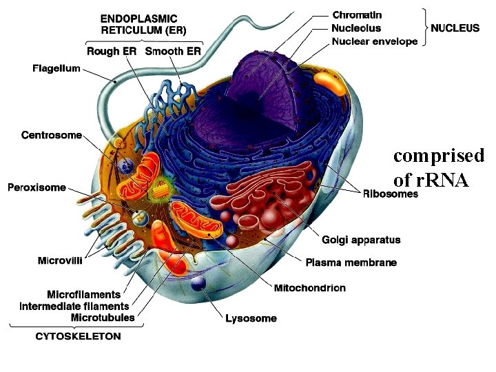 comprised of r. RNA 