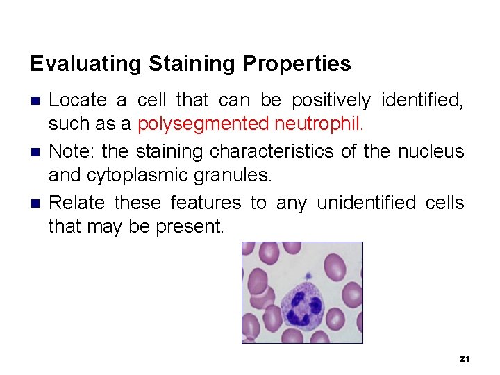 Evaluating Staining Properties n n n Locate a cell that can be positively identified,