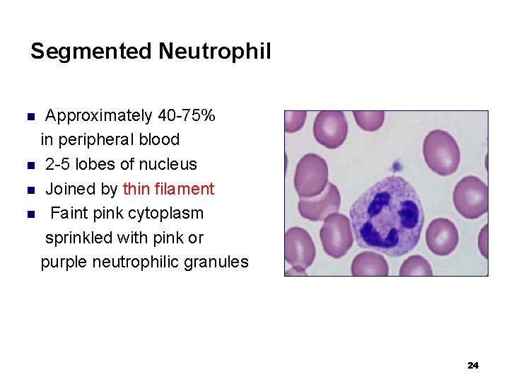 Segmented Neutrophil Approximately 40 -75% in peripheral blood n 2 -5 lobes of nucleus