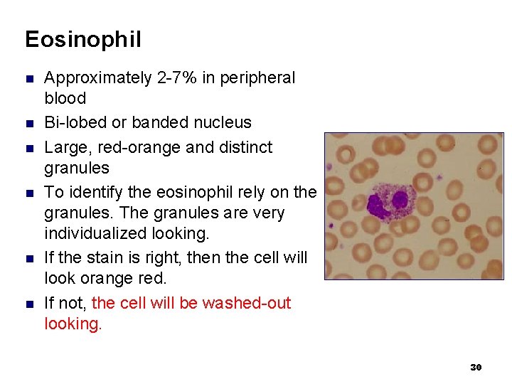 Eosinophil n n n Approximately 2 -7% in peripheral blood Bi-lobed or banded nucleus