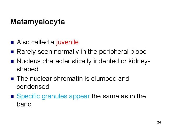 Metamyelocyte n n n Also called a juvenile Rarely seen normally in the peripheral