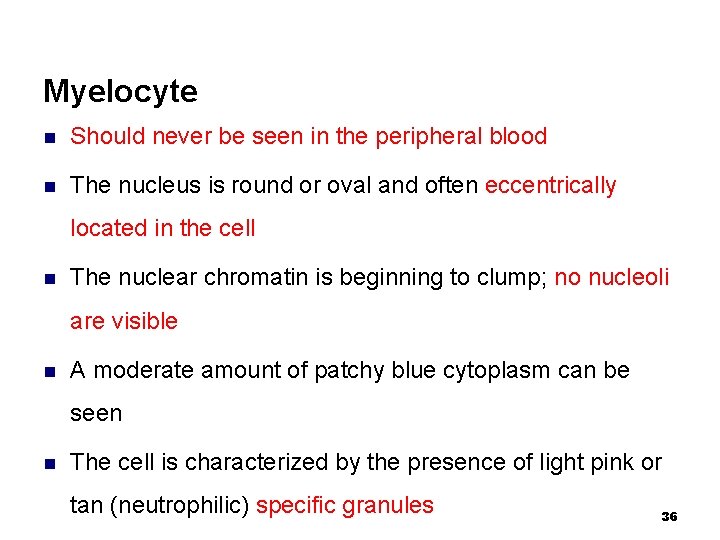 Myelocyte n Should never be seen in the peripheral blood n The nucleus is