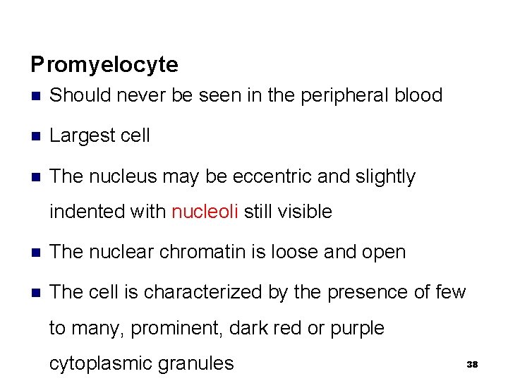 Promyelocyte n Should never be seen in the peripheral blood n Largest cell n