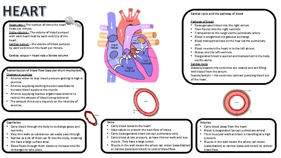 GCSE PE BIBLE Paper 1 The human body
