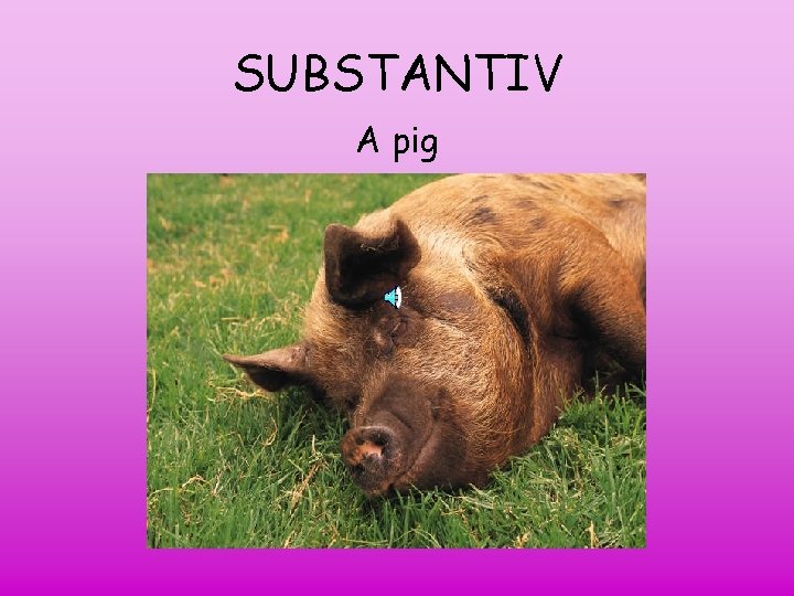 SUBSTANTIV A pig 