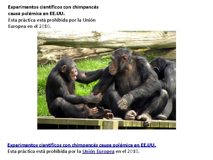 Experimentos científicos con chimpancés causa polémica en EE. UU. Esta práctica está prohibida por