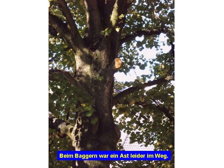 Beim Baggern war ein Ast leider im Weg. 