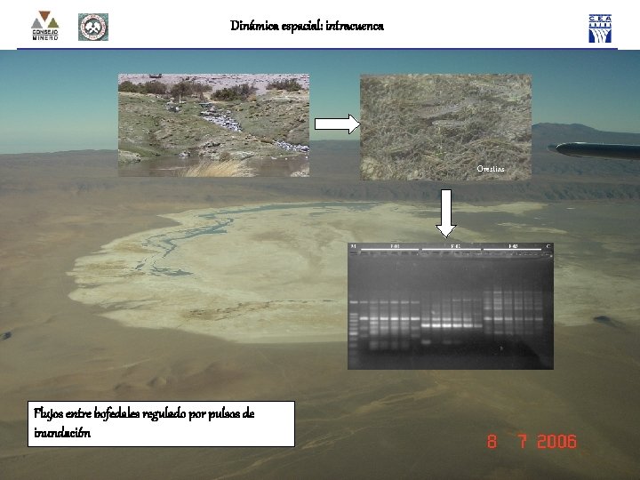 Dinámica espacial: intracuenca Orestias Flujos entre bofedales regulado por pulsos de inundación 