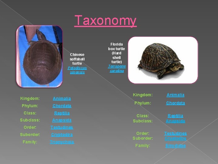 Taxonomy Chinese softshell turtle Pelodiscus sinensis Kingdom: Animalia Phylum: Chordata Class: Reptilia Subclass: Anapsida