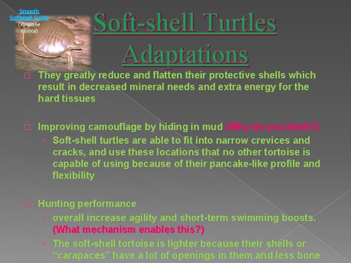 Smooth Softshell Turtle (Apalone mutica) Soft-shell Turtles Adaptations � They greatly reduce and flatten