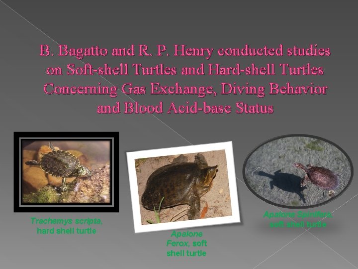 B. Bagatto and R. P. Henry conducted studies on Soft-shell Turtles and Hard-shell Turtles