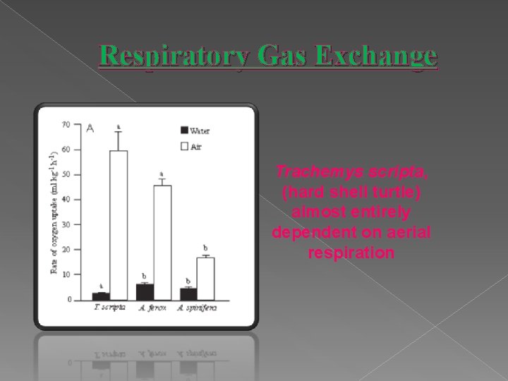 Respiratory Gas Exchange Trachemys scripta, (hard shell turtle) almost entirely dependent on aerial respiration