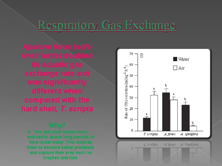 Respiratory Gas Exchange Apalone ferox (softshell turtle) doubled its aquatic gas exchange rate and