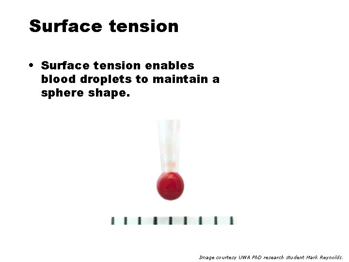 Surface tension • Surface tension enables blood droplets to maintain a sphere shape. Image