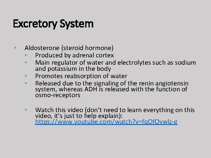 Excretory System • Aldosterone (steroid hormone) • Produced by adrenal cortex • Main regulator