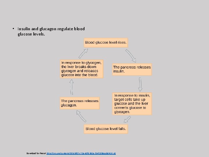 • Insulin and glucagon regulate blood glucose levels. Download for free at http: