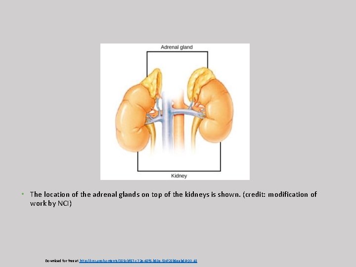  • The location of the adrenal glands on top of the kidneys is