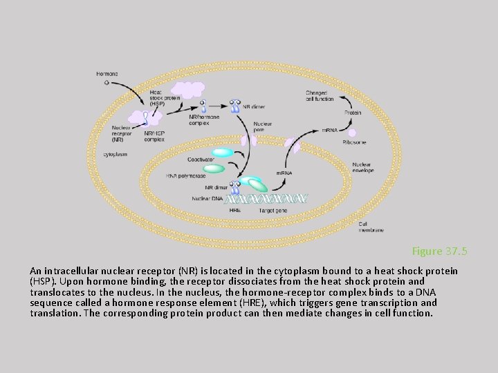 Figure 37. 5 An intracellular nuclear receptor (NR) is located in the cytoplasm bound