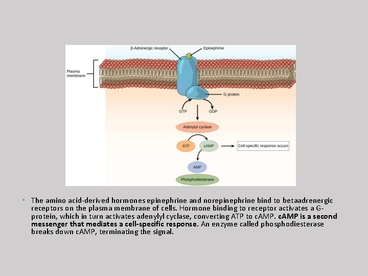  • The amino acid-derived hormones epinephrine and norepinephrine bind to betaadrenergic receptors on