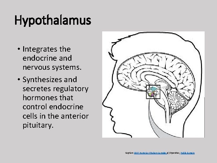 Hypothalamus • Integrates the endocrine and nervous systems. • Synthesizes and secretes regulatory hormones