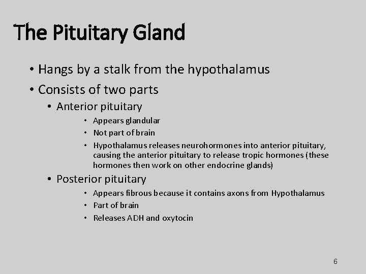 The Pituitary Gland • Hangs by a stalk from the hypothalamus • Consists of
