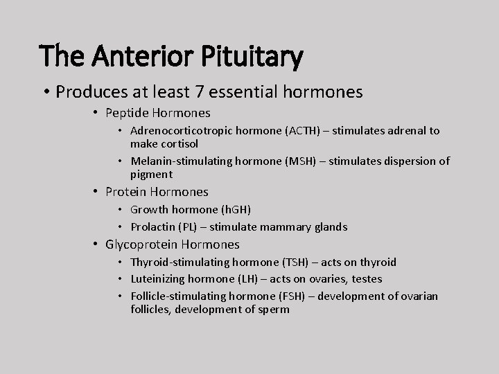 The Anterior Pituitary • Produces at least 7 essential hormones • Peptide Hormones •