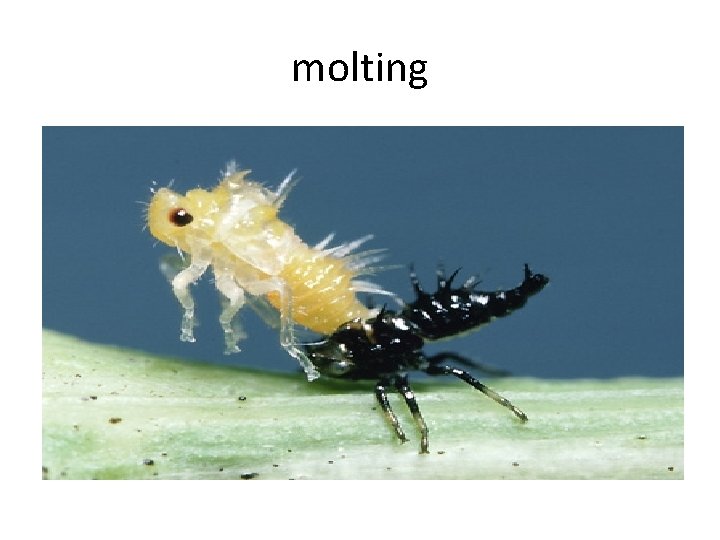 molting 