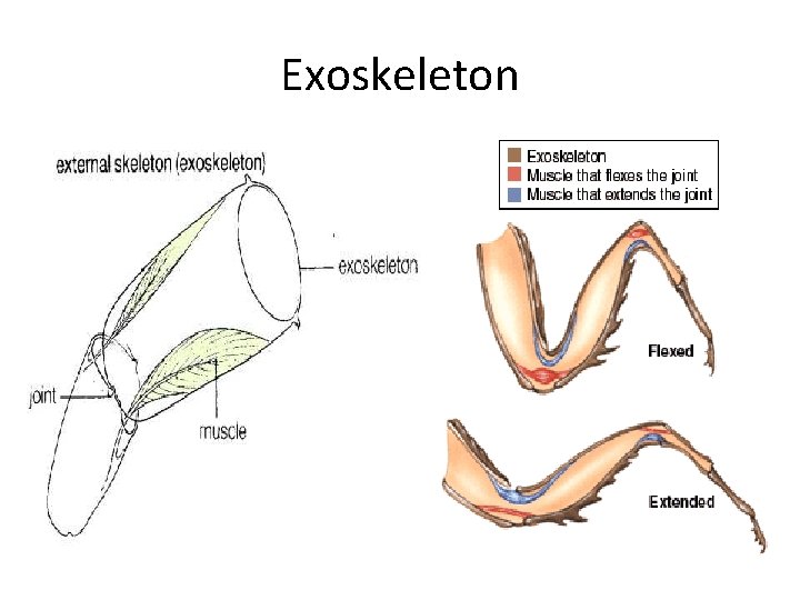 Exoskeleton 