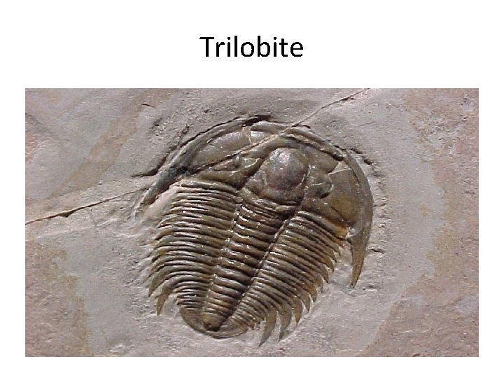 Trilobite 