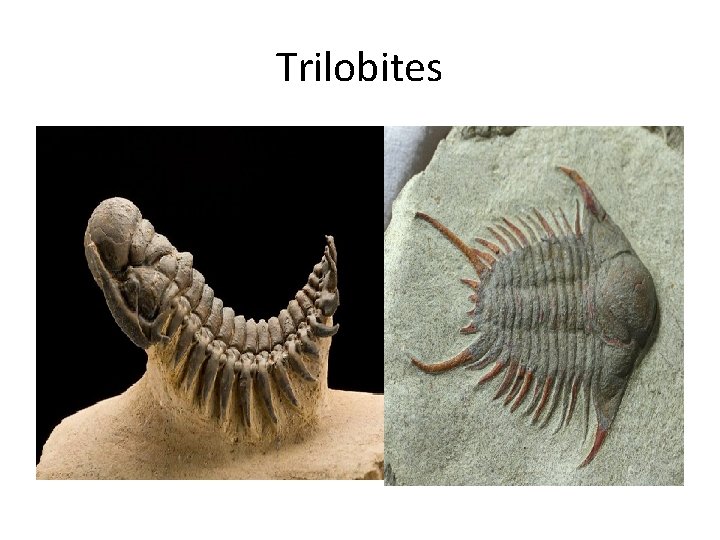 Trilobites 