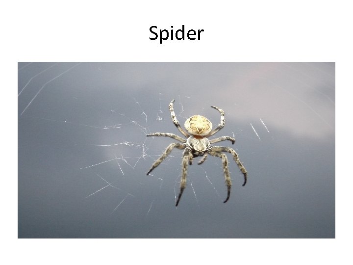 Spider 