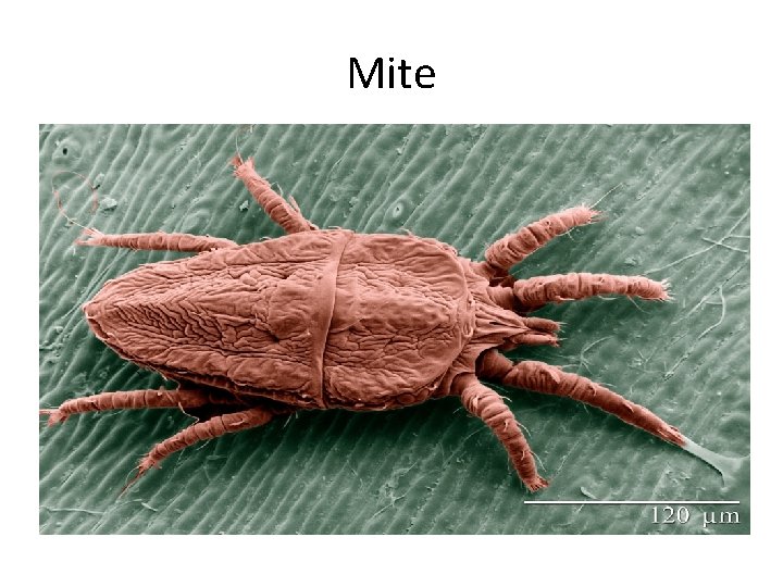 Mite 