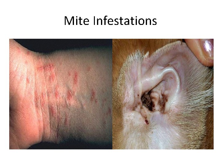 Mite Infestations 