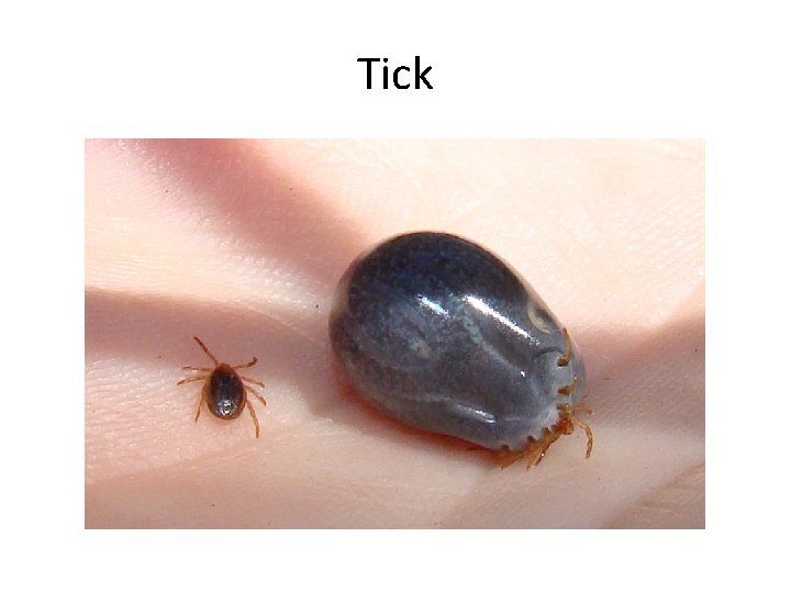 Tick 