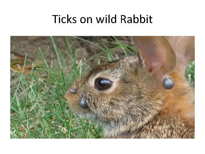 Ticks on wild Rabbit 