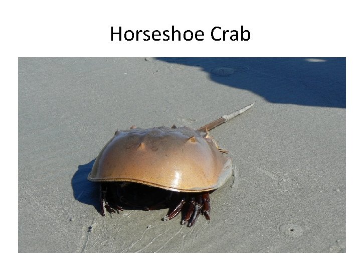 Horseshoe Crab 