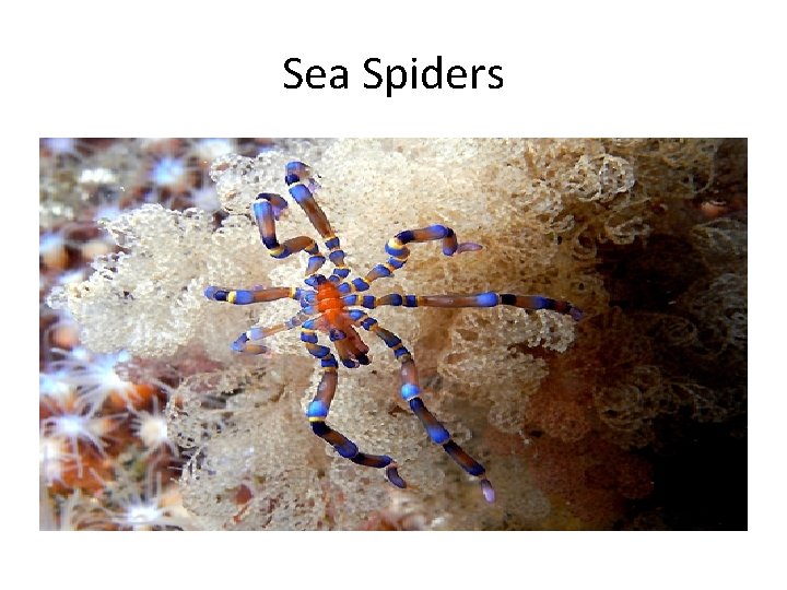 Sea Spiders 