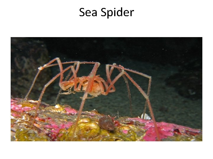 Sea Spider 