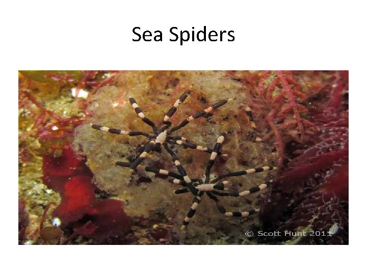 Sea Spiders 