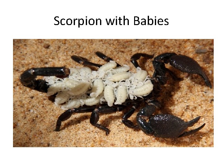 Scorpion with Babies 